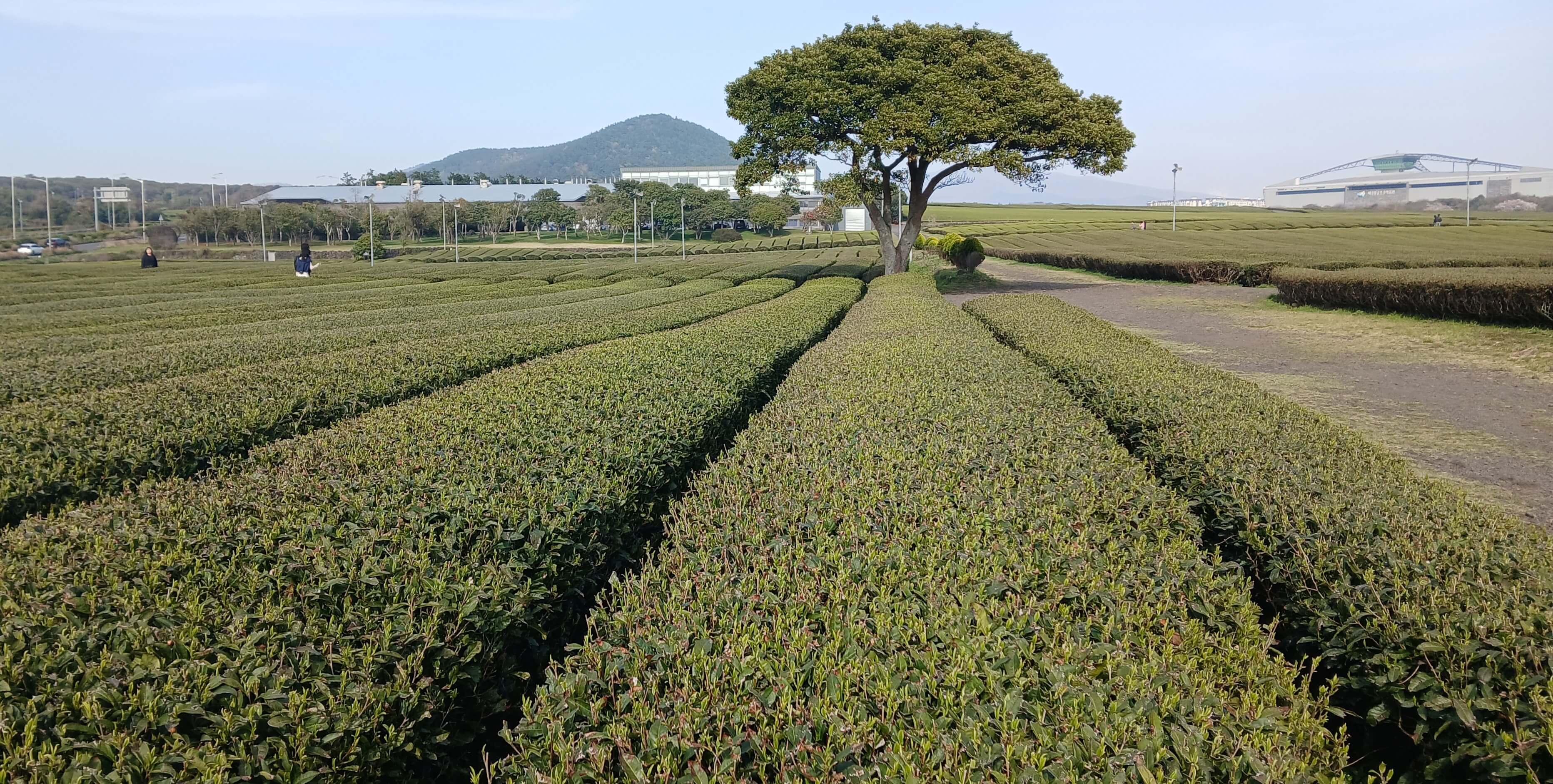 Osulloc Tea Museum, Jeju Island