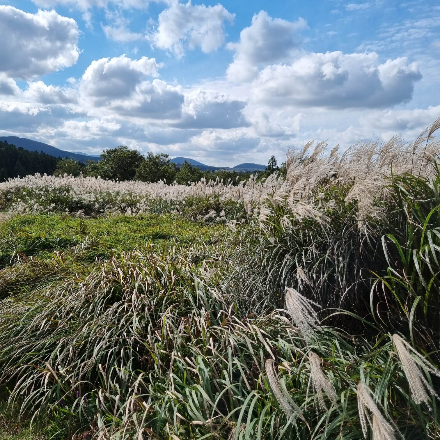 Sangumburi volcanic crater with seasonal pampas grass in Jeju Island
