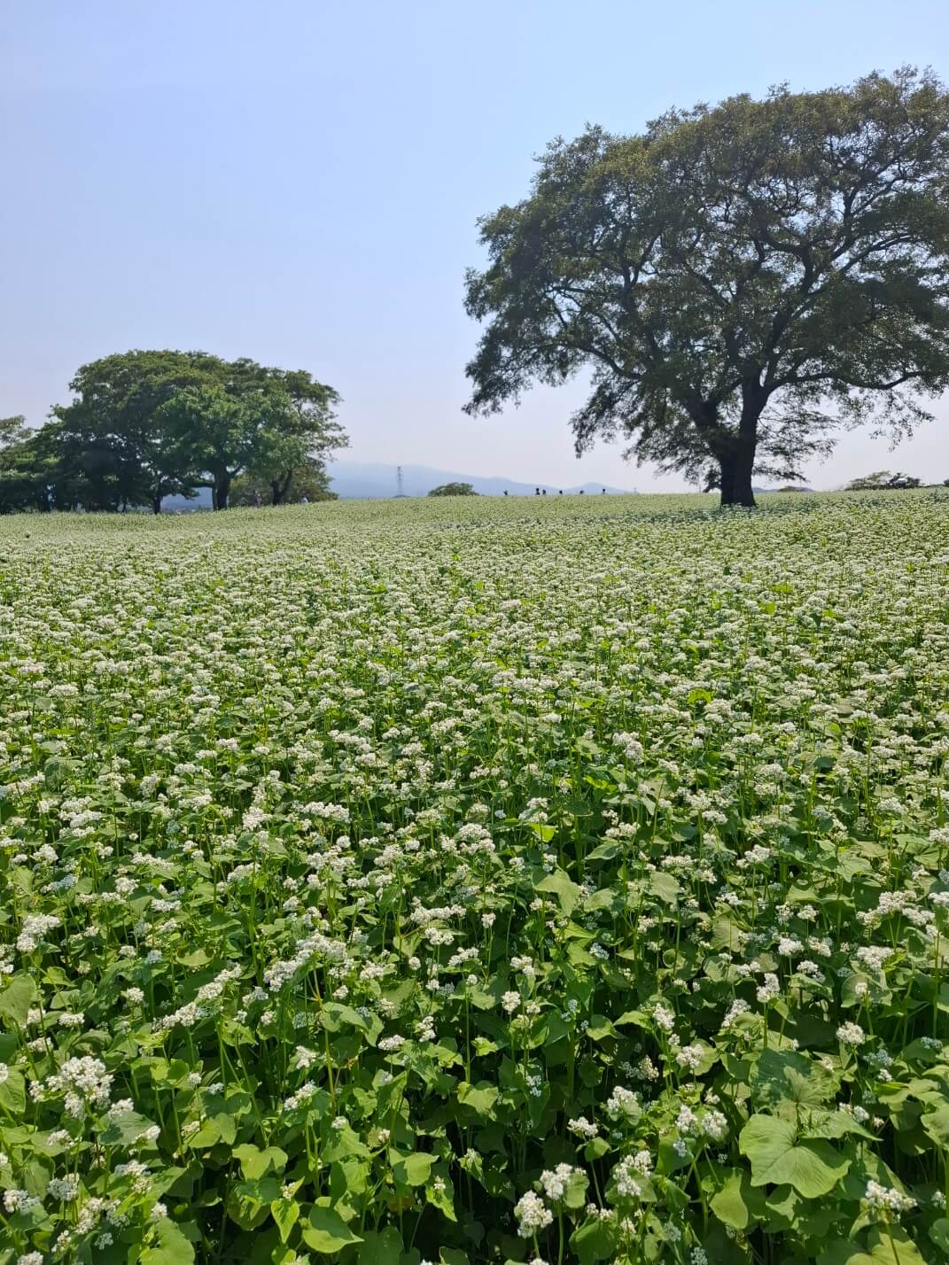 White buckwheat flowers blooming across fields on Jeju Island
